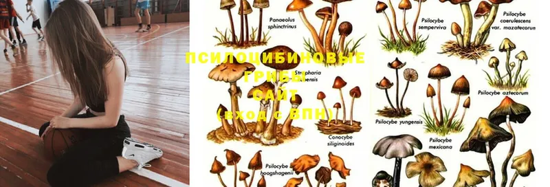 купить наркоту  shop клад  mega вход  Псилоцибиновые грибы Cubensis  Отрадное 